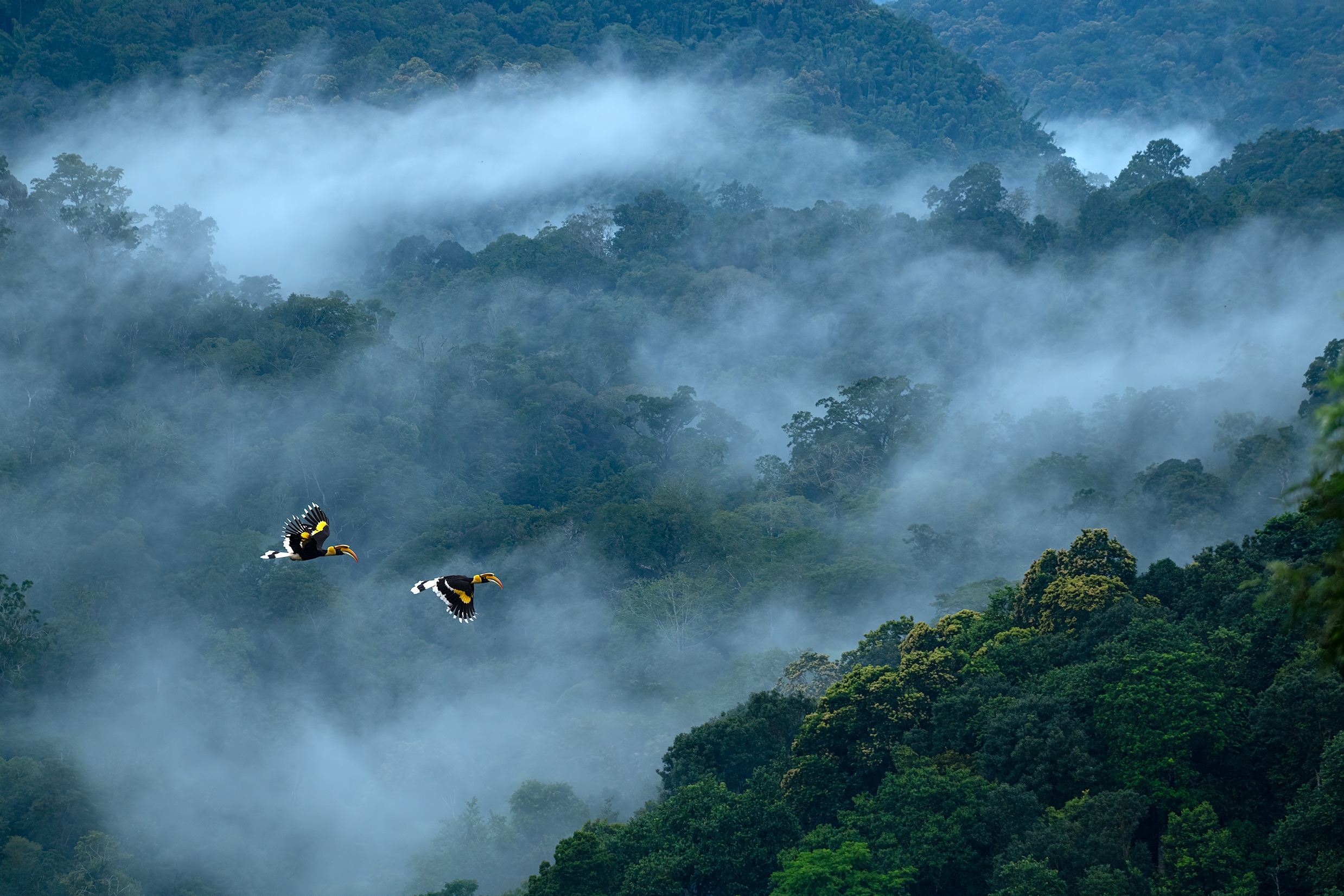 Valparai Contact